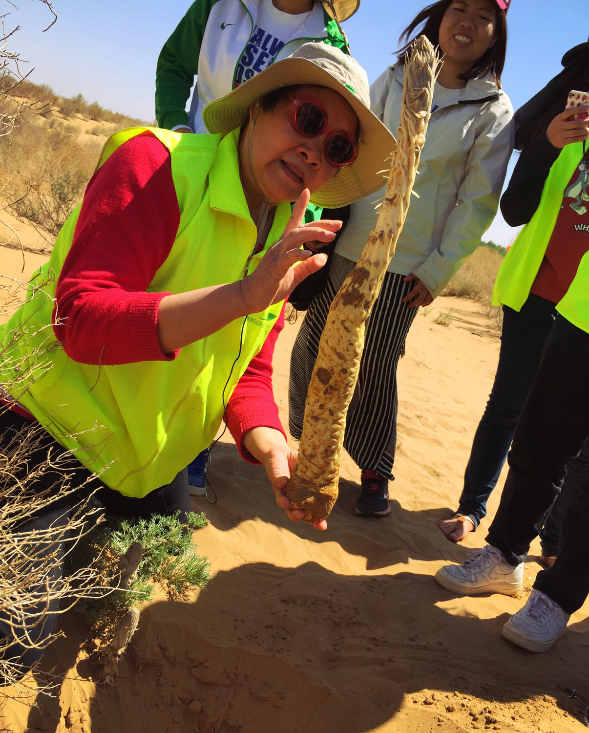 易解放给志愿者们讲解梭梭的伴生植物“沙漠人参”肉苁蓉的知识.jpg