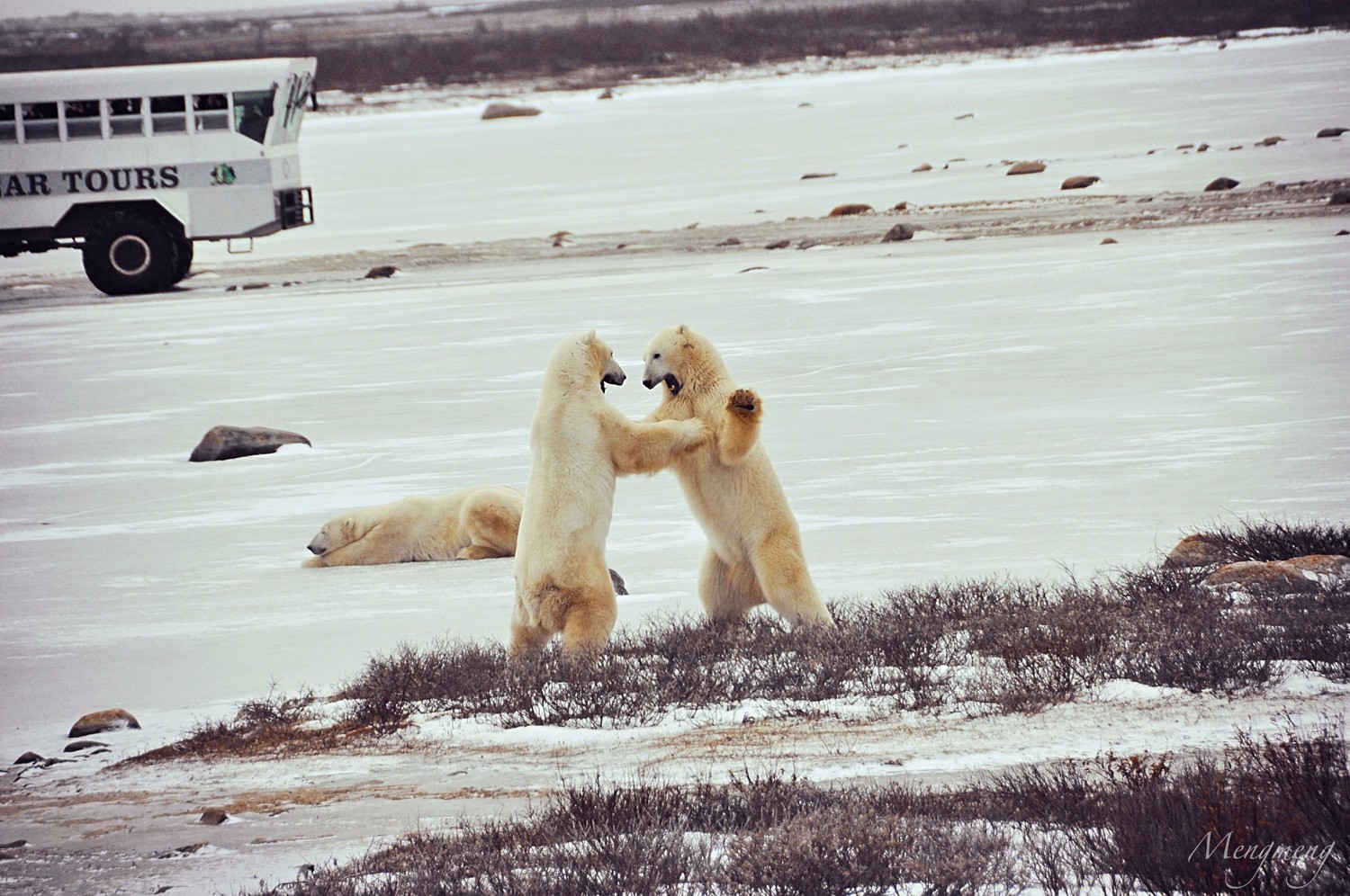 嬉戏的北极熊之一.jpg