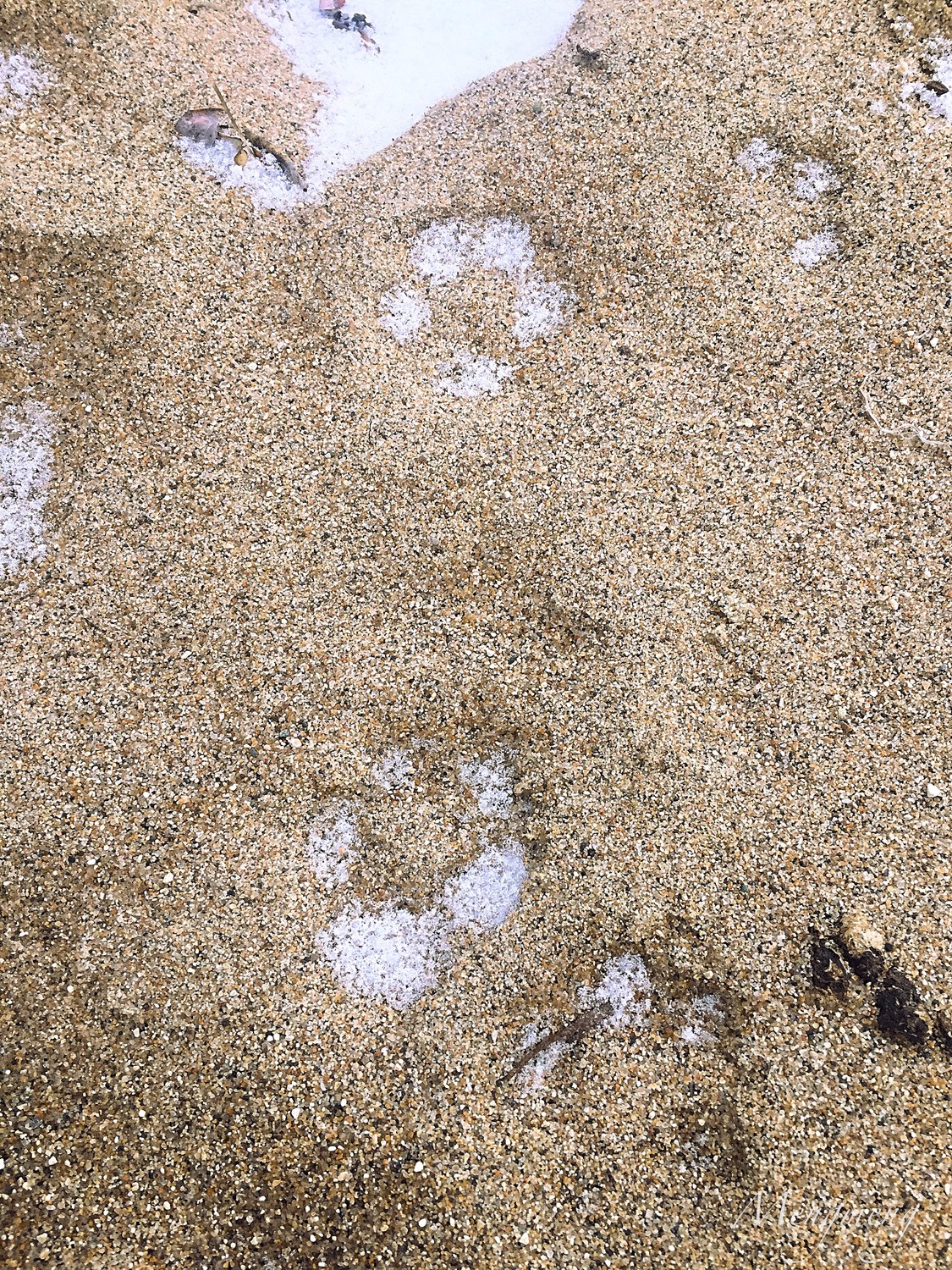 镇后海滩上北极狐的爪印.jpg