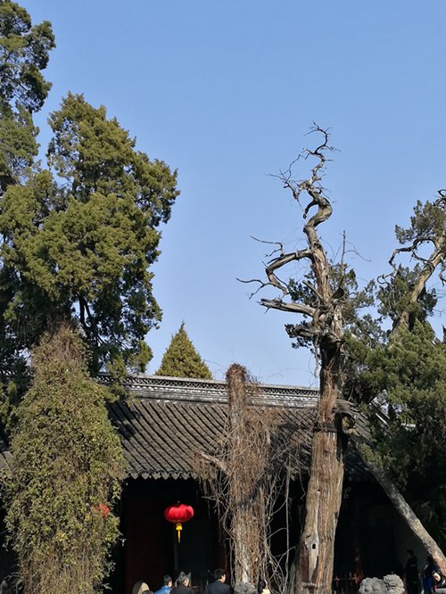 发《上海纪实》“西门，西门”（四）配图4·孔庙的树（龚静摄于2017年1月29日）.jpg
